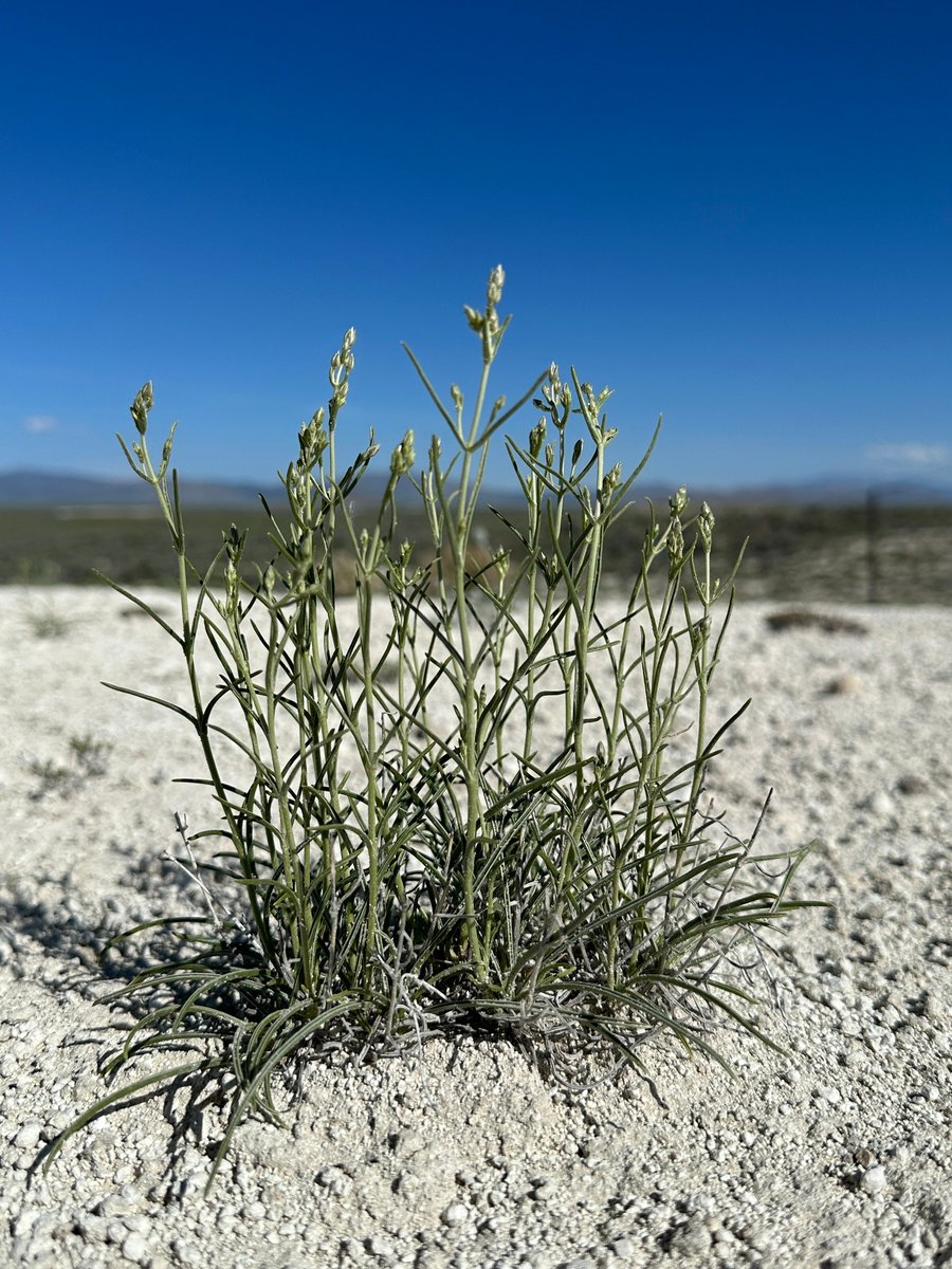 CPCplants's tweet photo. #RarePlantoftheWeek: Sunnyside green-gentian (Frasera gypsicola), with 12 known occurrences in NV &amp; UT. 🔎🌱 Discover rare plants in your region with CPC's #RarePlantFinder! 🔗 Visit: https://t.co/6FPECj9px4

#CenterforPlantConservation #RarePlants #SavePlantsfromExtinction https://t.co/CUB6FV63wW