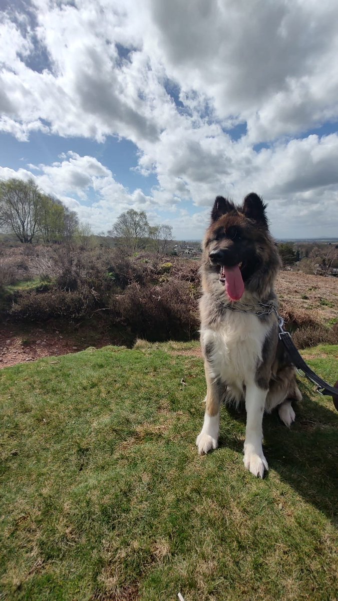 millypod1's tweet photo. 🆘30 JULY 2026 #Lost AKIRA #ScanMe
ELDERLY Akita Female
#Ingoldmells #Skegness #PE24 #Lincolnshire
She has been seen running around on field by Den end of Rrunch Lane today at 2 pm
https://t.co/E8wgn3emSU https://t.co/9k66bCuCn2
