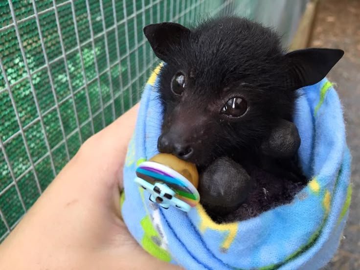 batincrisis's tweet photo. Felt cute might delete later!!!🦇 https://t.co/PrjkIPnze4