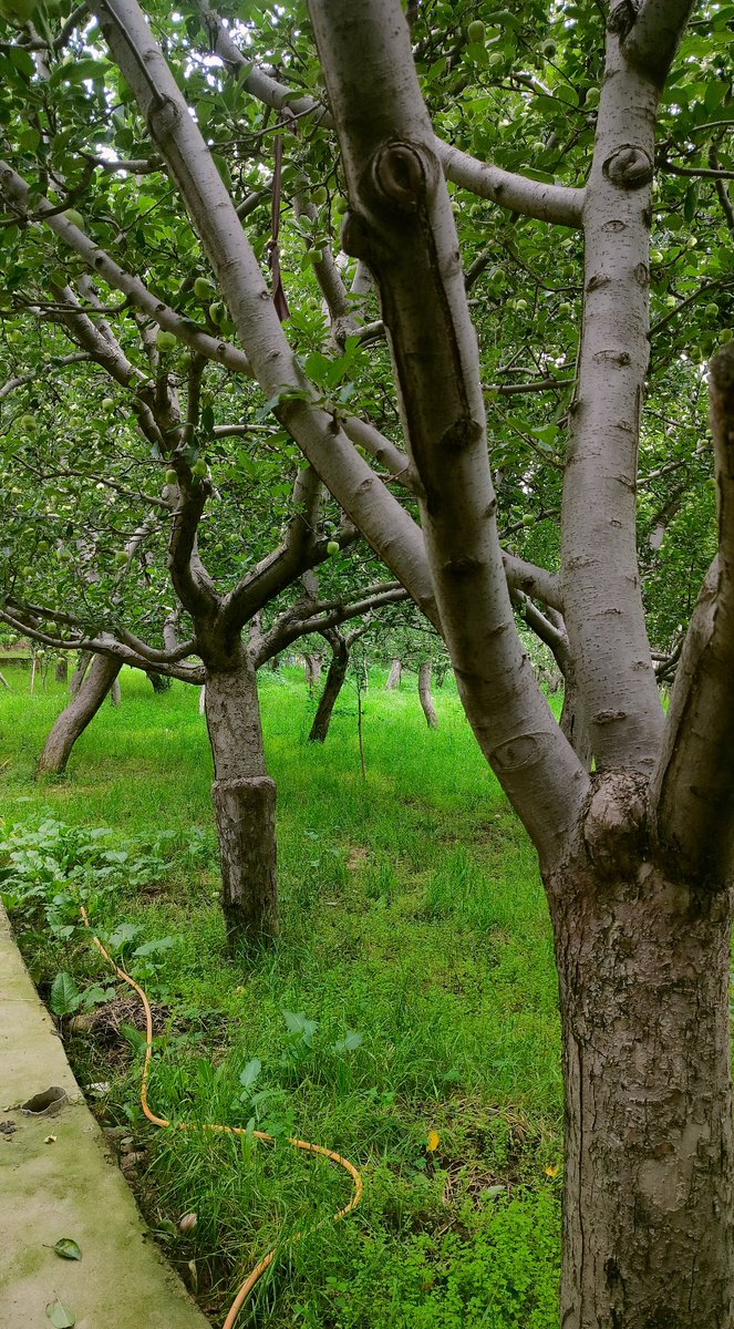 _____meeem's tweet photo. Tell me a walk through this wouldn't heal you and bring you solace. https://t.co/frMrihaxNf