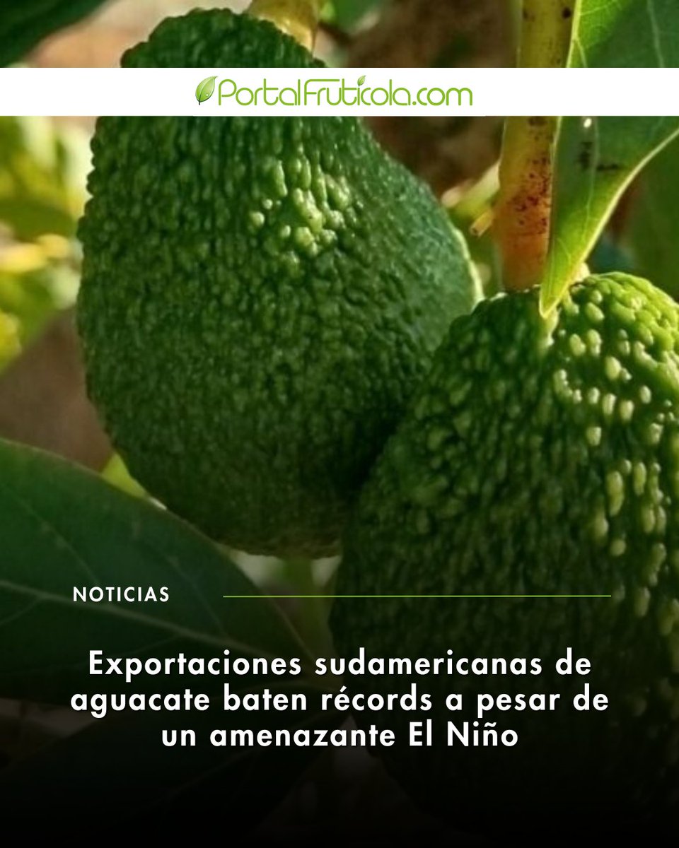 PortalFruticola's tweet photo. 🥑🌎 Sudamérica superó por primera vez 1 millón de toneladas métricas de aguacate exportadas, impulsada por Perú, Colombia y Chile. Rabobank advierte que El Niño podría desafiar las próximas campañas.
Más:
https://t.co/SAkpjjZ5rY
#Aguacate #Palta https://t.co/UVeZHxUkbx