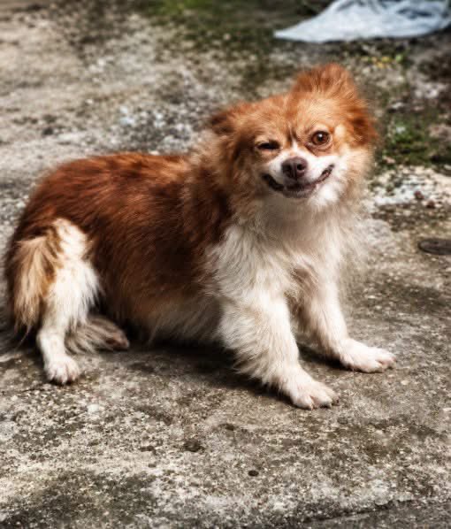 feilung_lau's tweet photo. 💔 SHE WASN’T SMILING. SHE WAS A MOTHER DOG IN EXTREME FEAR, PAIN, AND SHOCK. 😭🥺

Some mistook Wang Wang’s expression for a smile or peaceful surrender. But trauma does not always look like screaming or struggling. Sometimes it looks like silence, stillness, and a body pushed beyond its limits.

She did not deserve cruelty. She deserved safety, kindness, and protection.

Her story represents every abused and voiceless animal that depends on humans for compassion. Let us remember Wang Wang by demanding stronger animal protection laws and justice for all abused animals.

No animal’s suffering should ever be mistaken for a smile. 👊🏻👊🏻👊🏻

#JusticeForWangWang #StopAnimalAbuse #EndAnimalCruelty #BeTheirVoice #ProtectAnimals