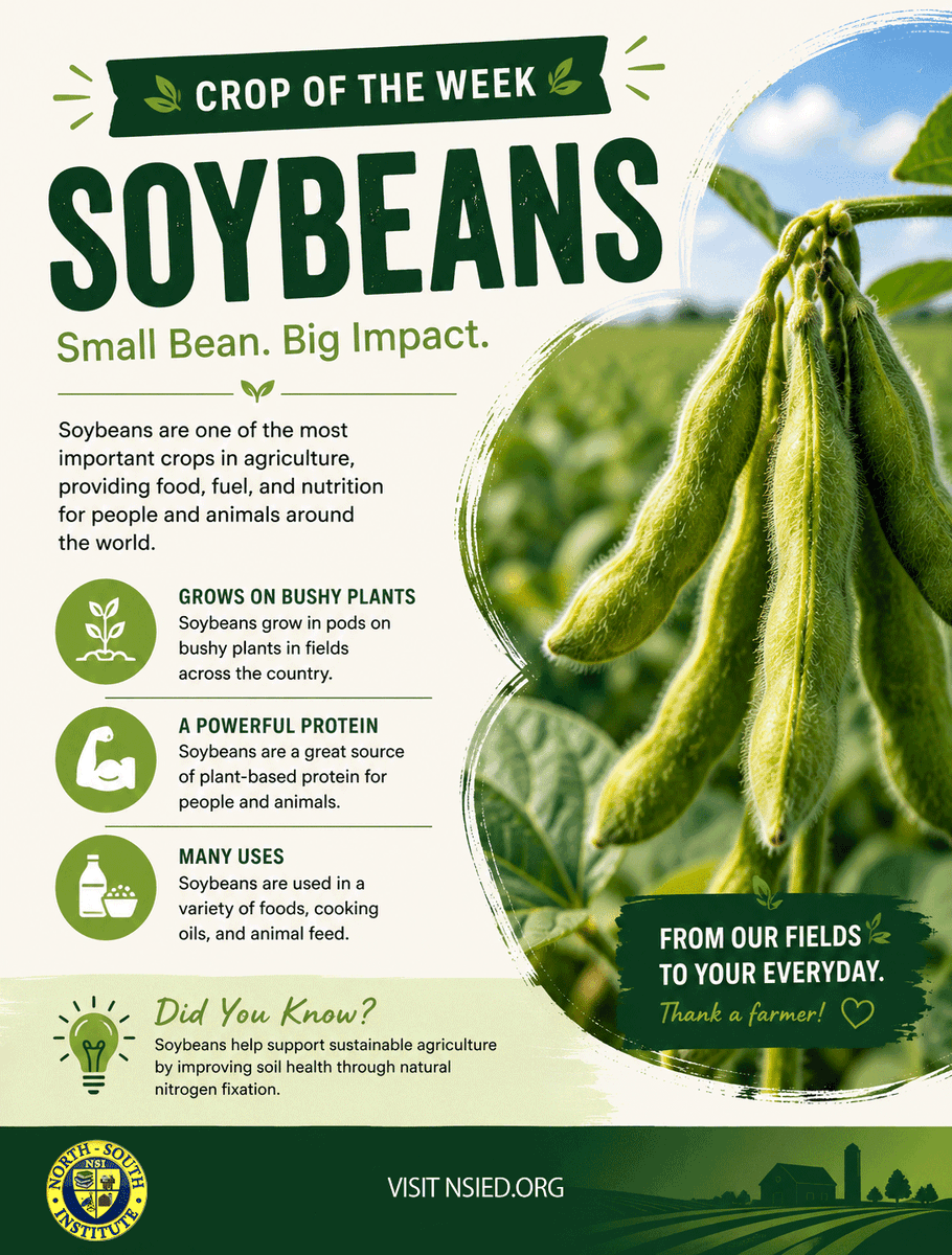 nsiceed's tweet photo. 🌱 🌾 Crop of the Week: Soybeans!

Small but mighty, soybeans are one of the world's most important crops. From the food we eat to cooking oils, animal feed, and countless everyday products, soybeans play a vital role in agriculture and our daily lives. https://t.co/GHggOxHKPv