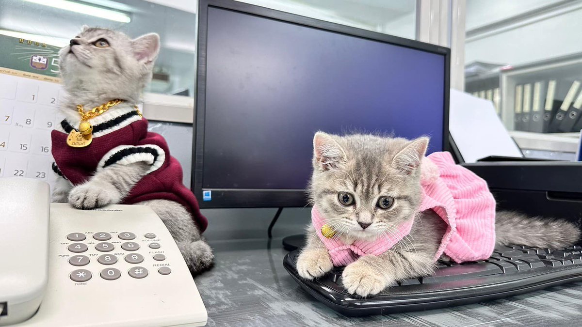 CatWorkers's tweet photo. Our team of friendly advisors are here to take your call. https://t.co/JMYnNSxBwG