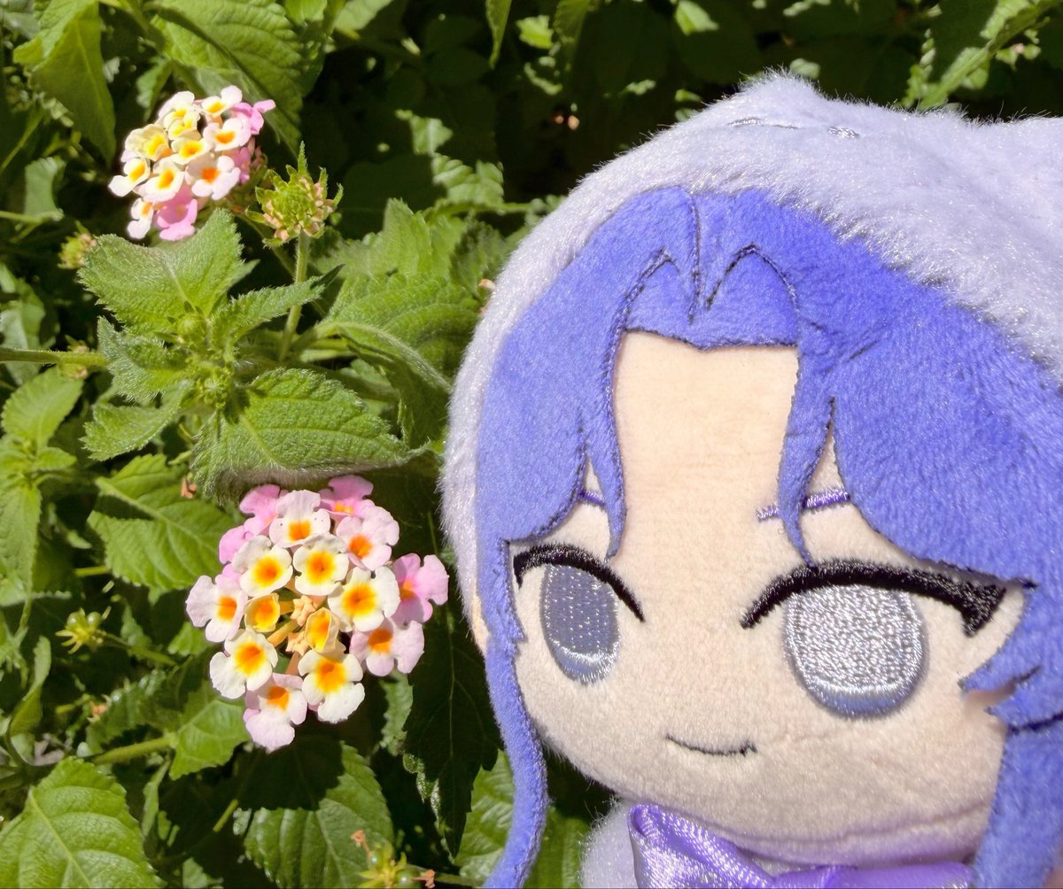 Post by TDゆま on X: ❁⃘*.ﾟ