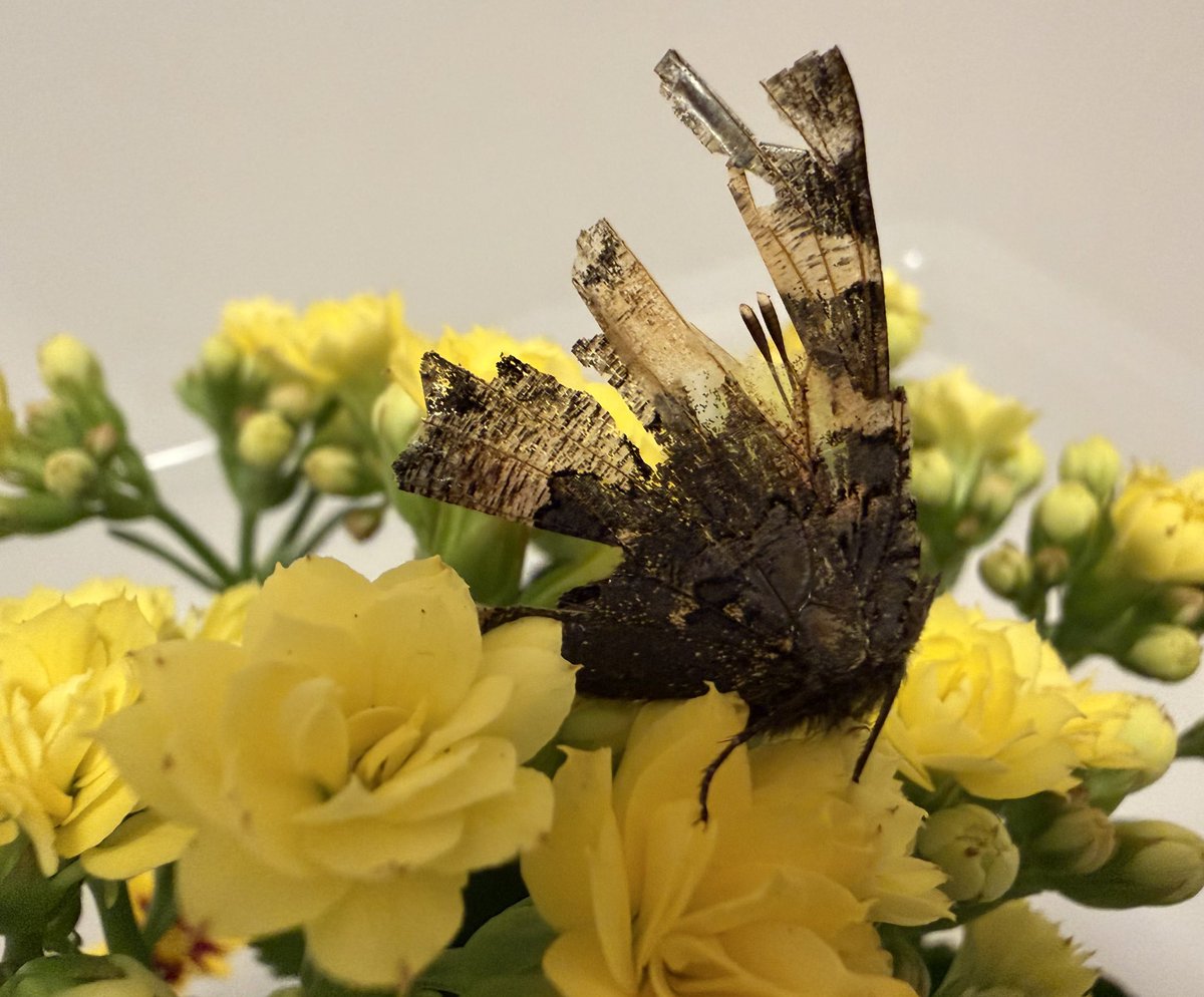 meggienu's tweet photo. day 22
よく動くのでもうすぐ羽がちぎれます🥶🦋

#キリトリセカイ 🦋 https://t.co/zhnFXlvApJ