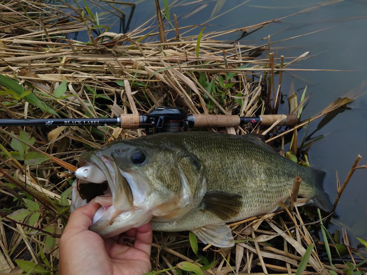 NatureAngler's tweet photo. 霞のバスにしては完璧なコンディションの49センチ来た🐸 https://t.co/3YC0NAW3jj