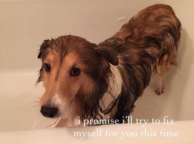 DoggyPosting's tweet photo. https://t.co/MkrVB8UZcG