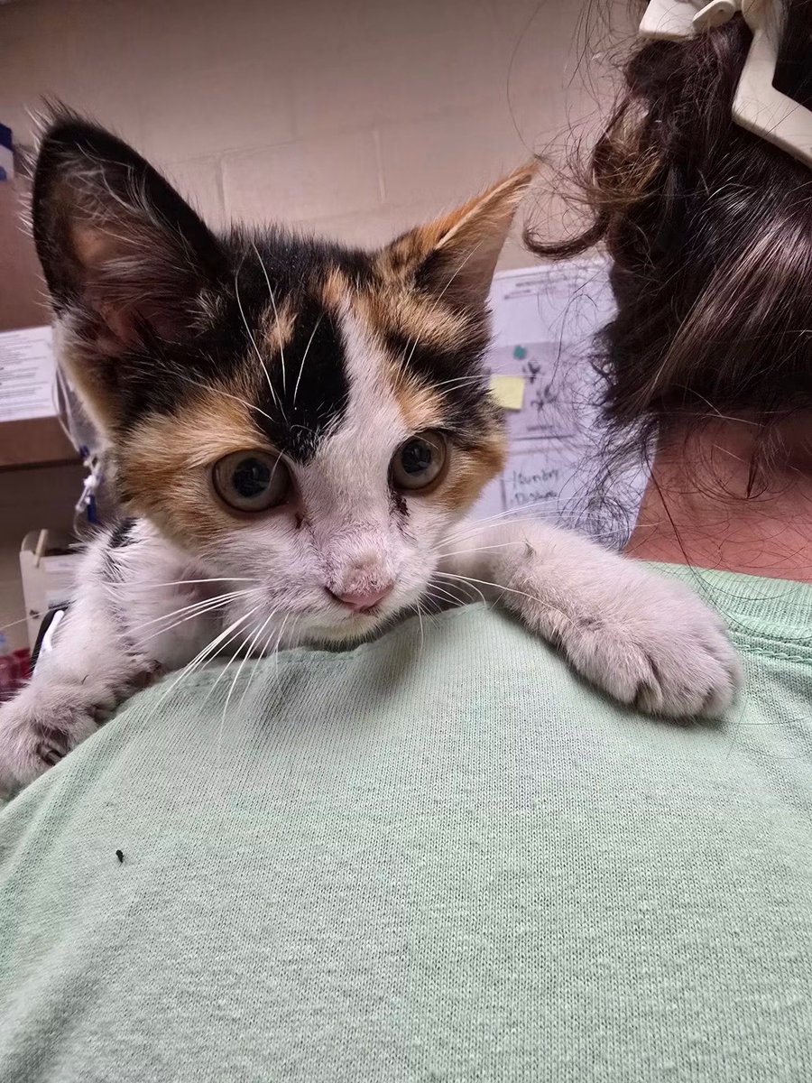 Disaster_Zones's tweet photo. #WisconsinTornadoes 

Found Kitten: 

Found by W Fourth St in Grand Chute on 7/31/26. If you are the owner please call 920-733-1717 and reference ID# A0061473655. T.Y!

#Menasha #Appleton #Neenah 
#Wisconsin https://t.co/txtOF3OeM6