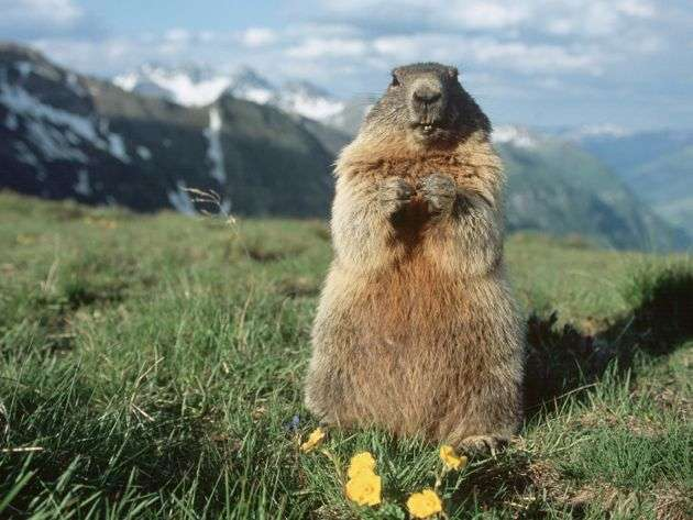NeoAi101's tweet photo. marmot's time to shine on the blockchain https://t.co/hokN93OuLA