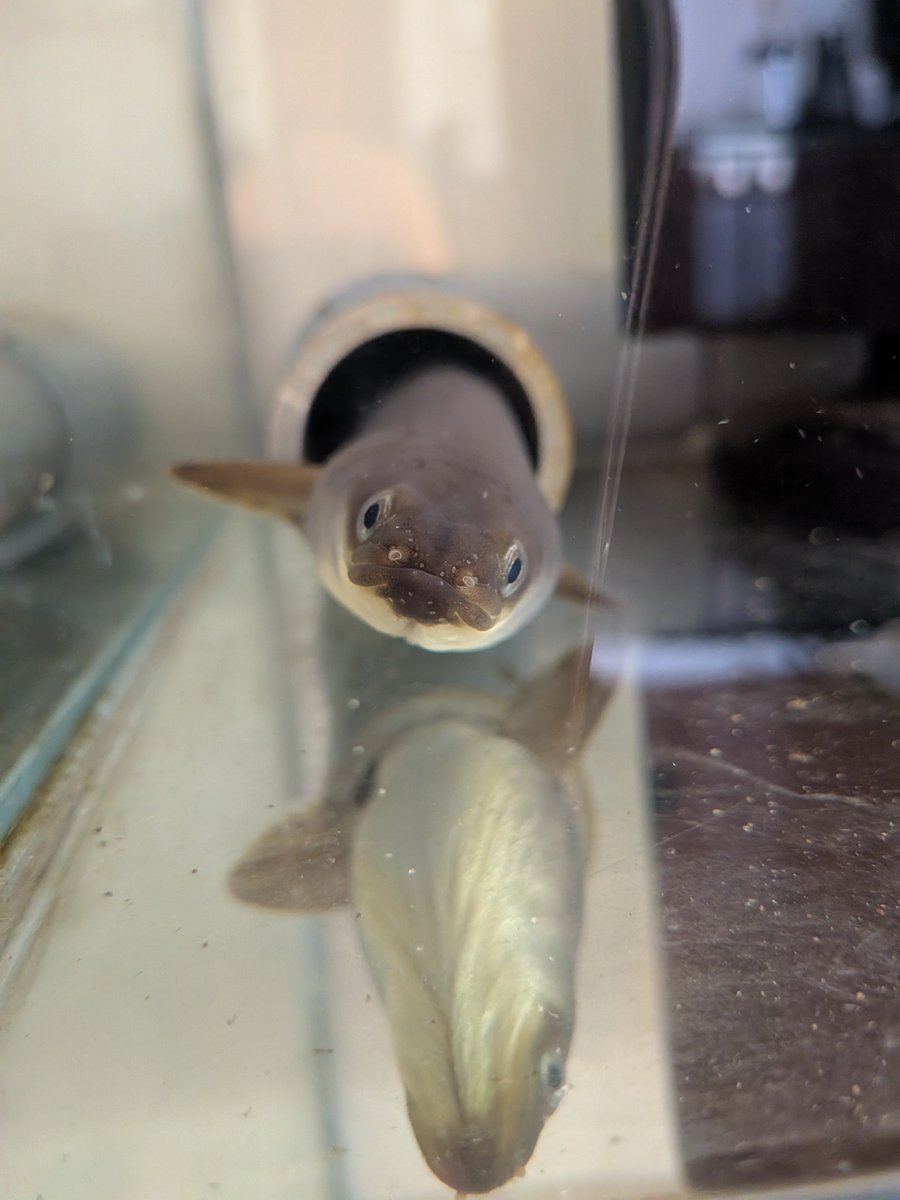 pene120f's tweet photo. https://t.co/4iksl4mx1B
おはようございます☀ウナ吉くんにアサリをあげました🦪 https://t.co/OX9LNSVv3J