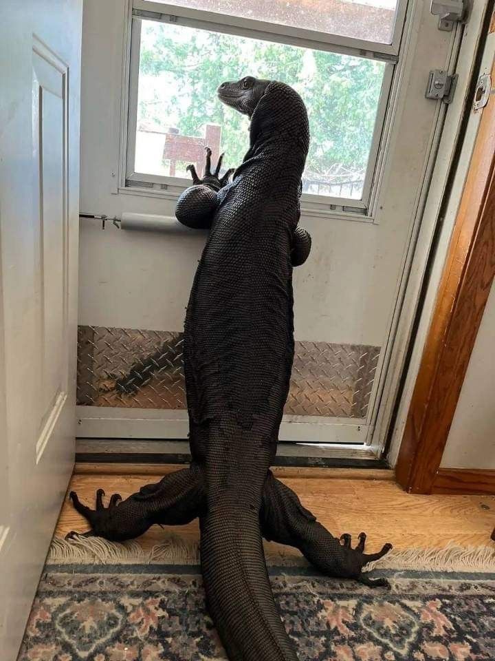 equine__dentist's tweet photo. dog’s been really wanting to go for a walk lately https://t.co/s7NtjiitW8