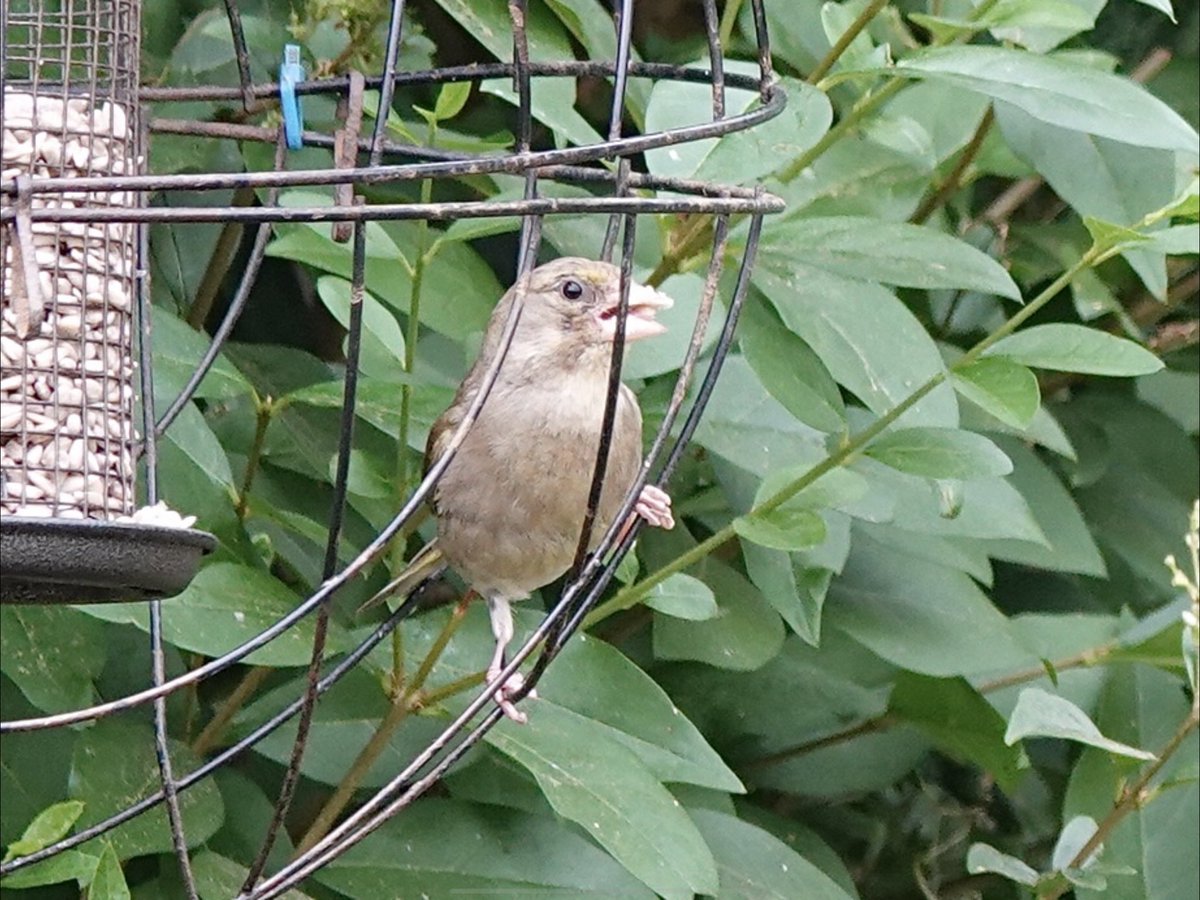 loosemum's tweet photo. The only finch photos I got in the last week here for #FinchFriday
Goldfinch Money shot, Greenfinch, and Chaffinches. https://t.co/1hDuLMptIf