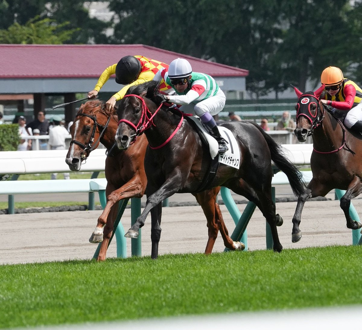 issei52618's tweet photo. JRA札幌競馬場3歳以上1勝クラス
🐴デイトナチャンプ
🐴インディチャンプ産駒
🐴武豊騎手
🏇キャロットファーム
#武豊
#キャロットファーム https://t.co/vk1Mn0RYnx
