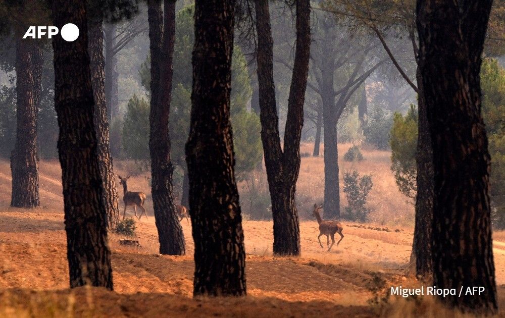 AFP News Agency tweet media