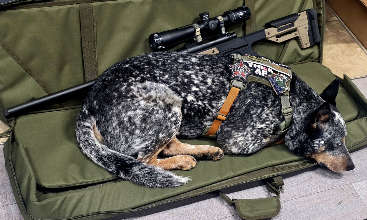 DCFGuns's tweet photo. Milo found a spot to take a nap after a full day of pickups.
#DCF #dogsofdcf https://t.co/OgeTvhssKV