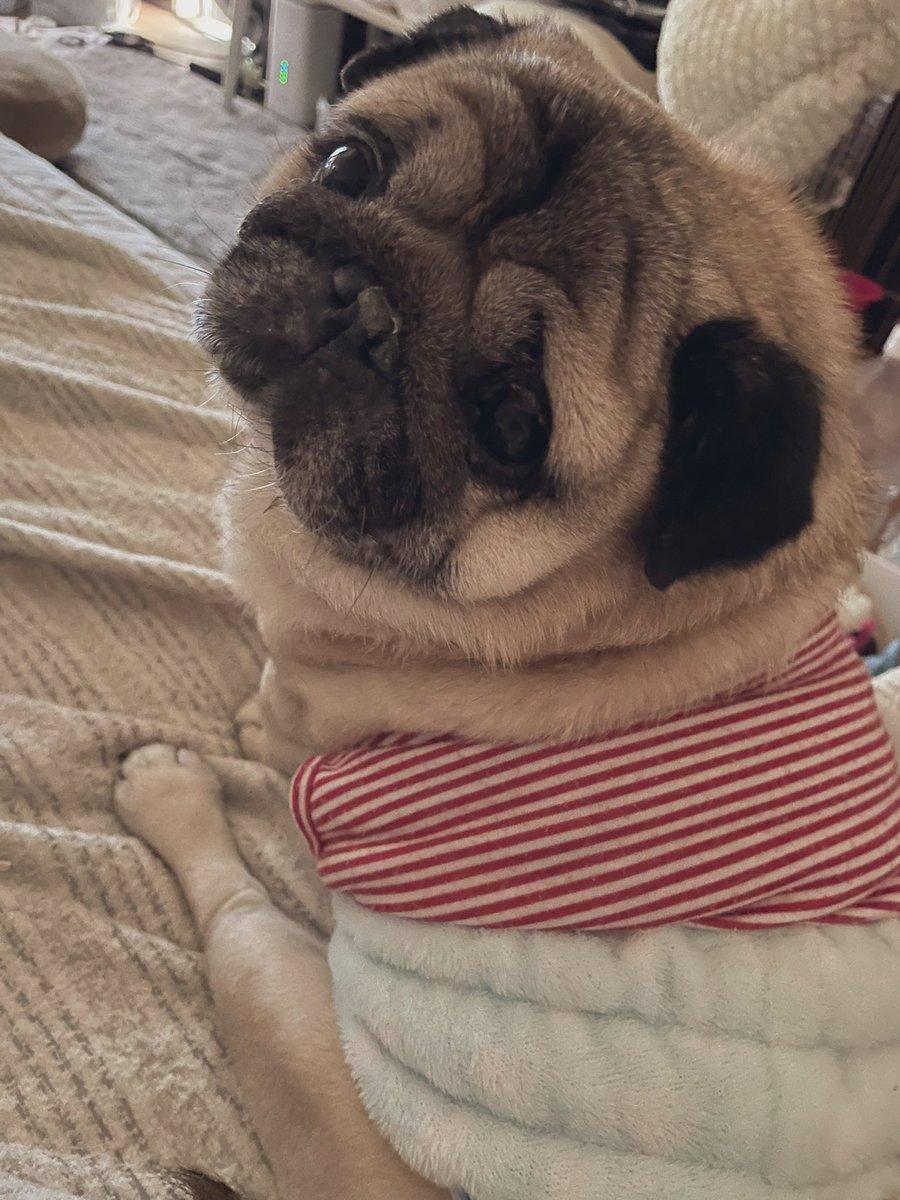yuzukosho47's tweet photo. 2025年8月1日のブン太。

お名前呼んだら振り向いてくれたね。

かわいいかわいい、とってもかわいい振り返りブンさん。
愛おしい☺️ https://t.co/Z9zTyUtIIg