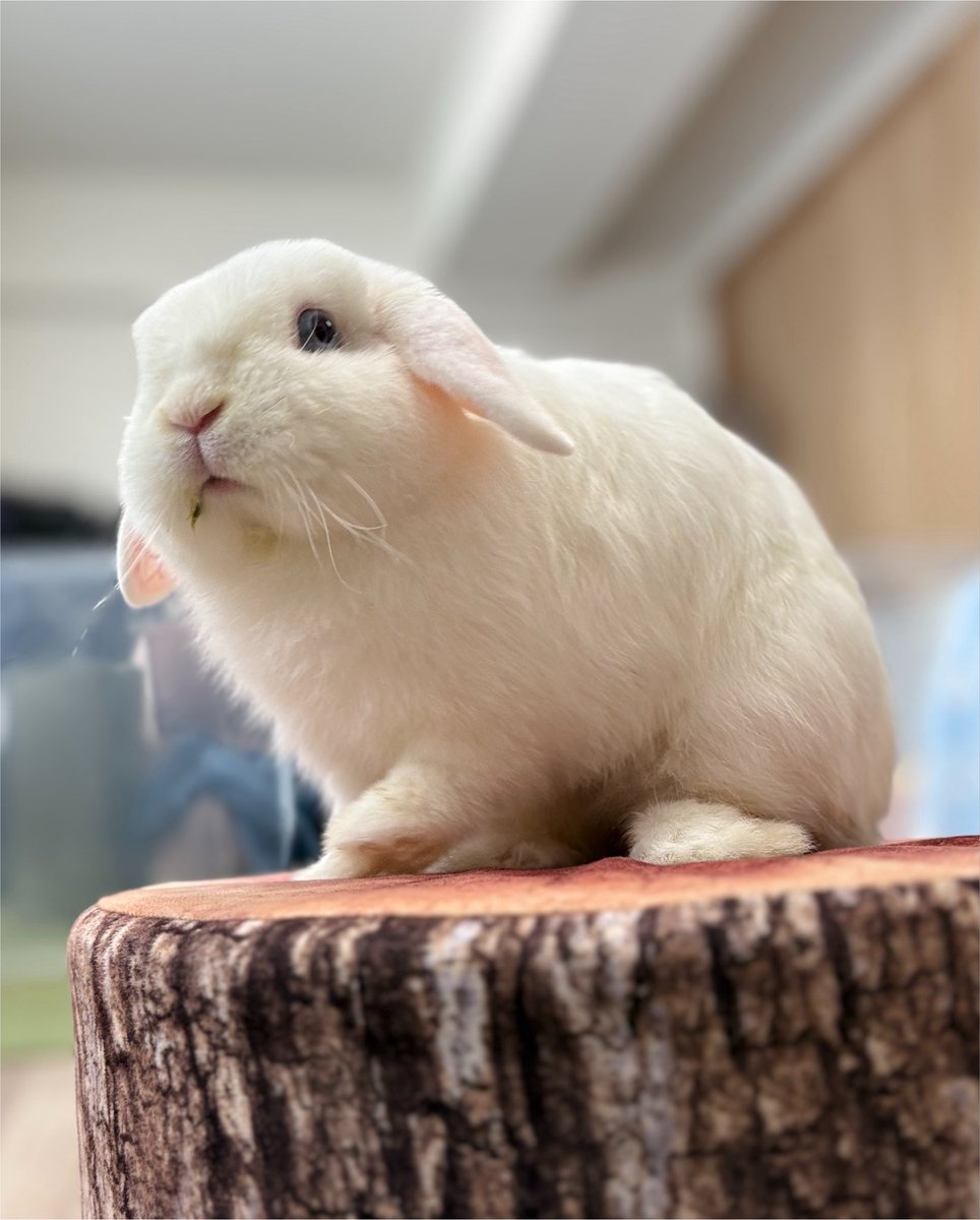 usagi_hamham's tweet photo. 久しぶりにお外出た！
とってもいいお顔だけどお口に何かついてるね( ⊙ω⊙ ) https://t.co/syKpO7CgUv
