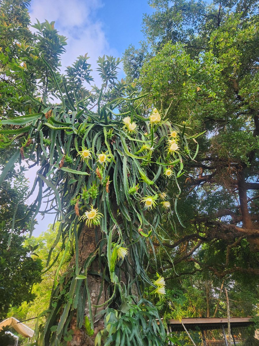 fruitnspice's tweet photo. Selenicereus ‘Halley’s Comet’ — Dragon Fruit
A modern hybrid of pitaya, a crop cultivated in Mexico &amp; Central America since pre-Hispanic times. Known for its vibrant pink-purple flesh, refreshing flavor &amp; spectacular night-blooming flowers.
Photo Credit: Iva Hegg &amp; David Brown https://t.co/WvM9AhMeSp