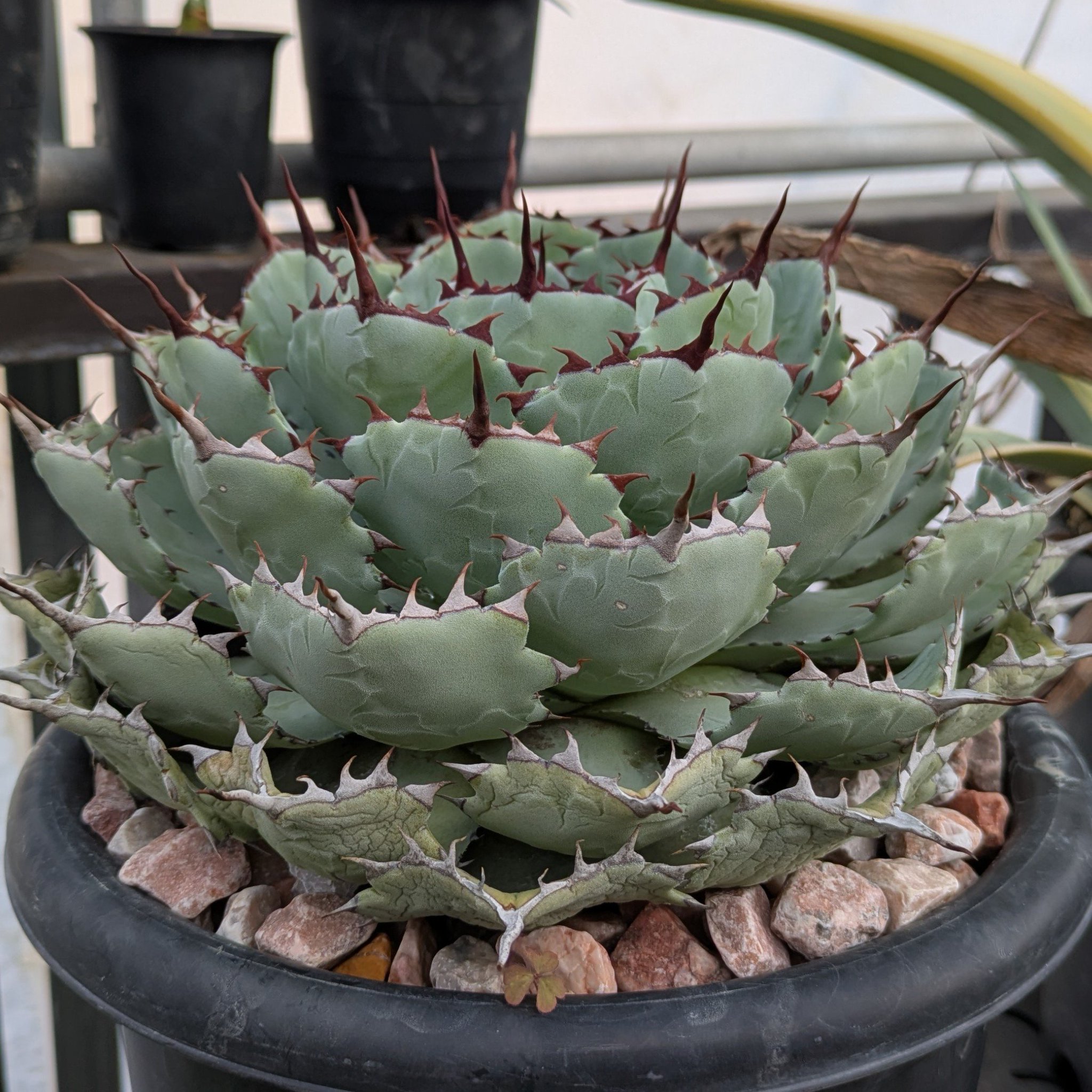 ROUKA plants (@ROUKAplants) / X