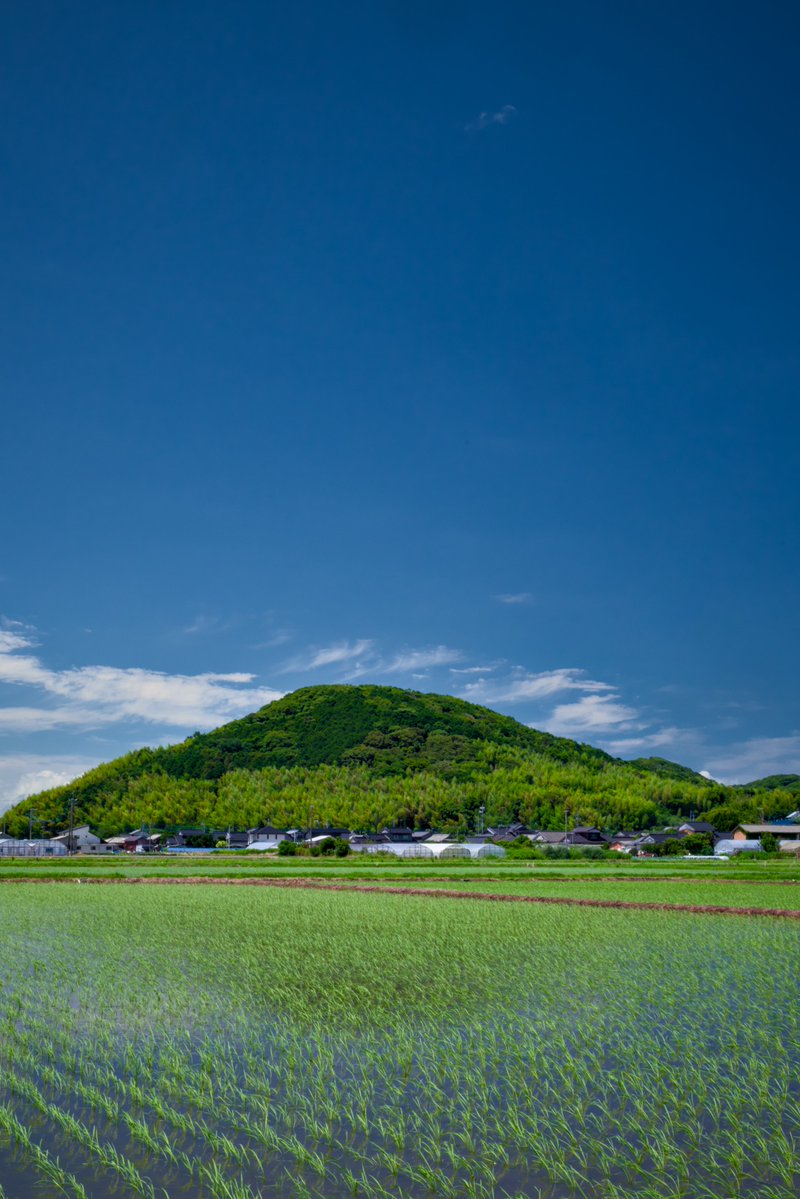 sora__'s tweet photo. [勝浦の水田　福岡県福津市勝浦　2026.06.28] https://t.co/bI5xYMMMi1 https://t.co/kkpVJqo9vU