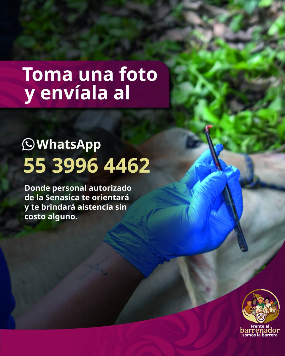 Agricultura_mex's tweet photo. ¿Viste un gusano en la tierra? Podría ser un Gusano Barrenador. 👀

Aquí te dejamos una sencilla guía para que aprendas a identificarlo. 🔍

Ante cualquier sospecha, envía un mensaje al WhatsApp 💬55 3996 4462, donde personal especializado te dará atención 

Con detección y diagnóstico temprano, podemos frenar a esta plaga. 🙅🏽

Frente al Barrenador, Somos la Barrera. 🛡️