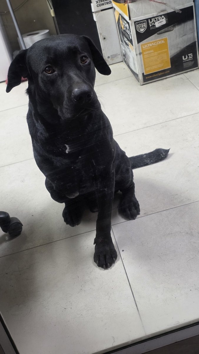 Ana_96celly's tweet photo. Un Negrito 🥰
#oficina #Pet_friendly #Perros https://t.co/nuJ2XS54tT