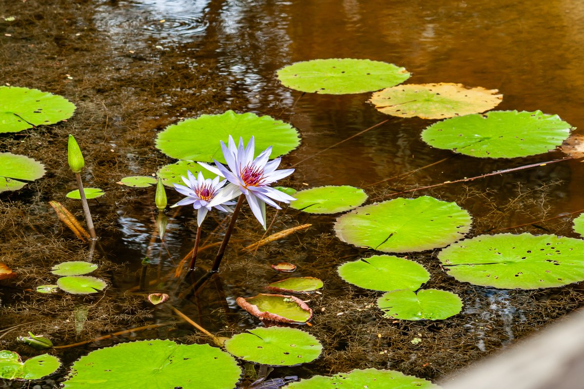 GDistortions's tweet photo. A Pair of white waterlilies from Mckee Botanical Gardens
[27°36'27.2"N 80°22'56.4"W]
#waterlily #botanical #florida #flowers https://t.co/qbz6d2a38T