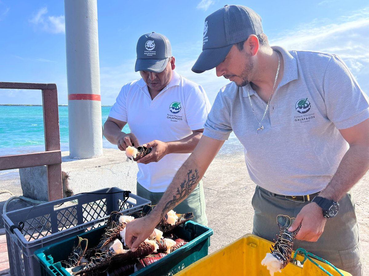 parquegalapagos's tweet photo. 📍[BOLETÍN]

Inicia pesquería de langosta espinosa en la Reserva Marina de Galápagos.

La Dirección del Parque Nacional Galápagos (DPNG) anuncia que la pesquería de langosta roja (Panulirus penicillatus) y langosta verde (Panulirus gracilis), iniciará a las 07:30 del sábado 1 de agosto y se extenderá hasta las 15:00 del jueves 31 de diciembre de 2026. Esta actividad, exclusiva para el sector pesquero artesanal de la Reserva Marina de Galápagos, es uno de los pilares productivos de la economía local y se desarrolla bajo estrictas normas de manejo para garantizar la sostenibilidad del recurso.

La Dirección del Parque Nacional Galápagos (DPNG) mantuvo una reunión de trabajo con representantes del sector pesquero artesanal y tras analizar los resultados de los monitoreos pesqueros y los indicadores biológicos como la Captura por Unidad de Esfuerzo (CPUE), la mortalidad y los índices de reproducción de 2025, se establecieron las condiciones para la apertura de la pesquería 2026. 

➡ Más información en el link en la biografía de este perfil.