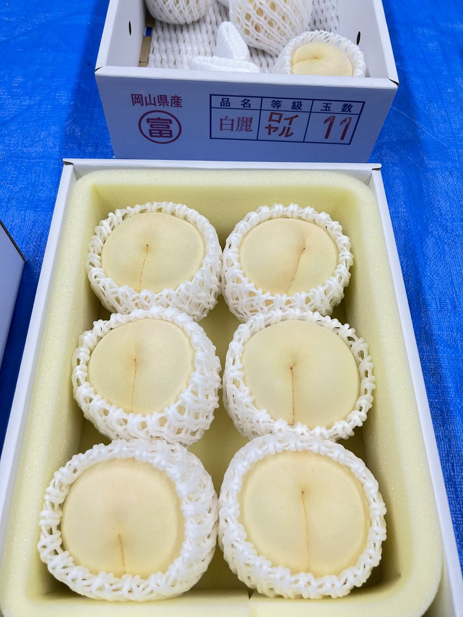 cheaptrickknife's tweet photo. 白麗始めました。べっぴんじゃのー
ワシも子供の頃は豆腐みたいなほっぺと言われたもんじゃ https://t.co/l7fqNIYL5i