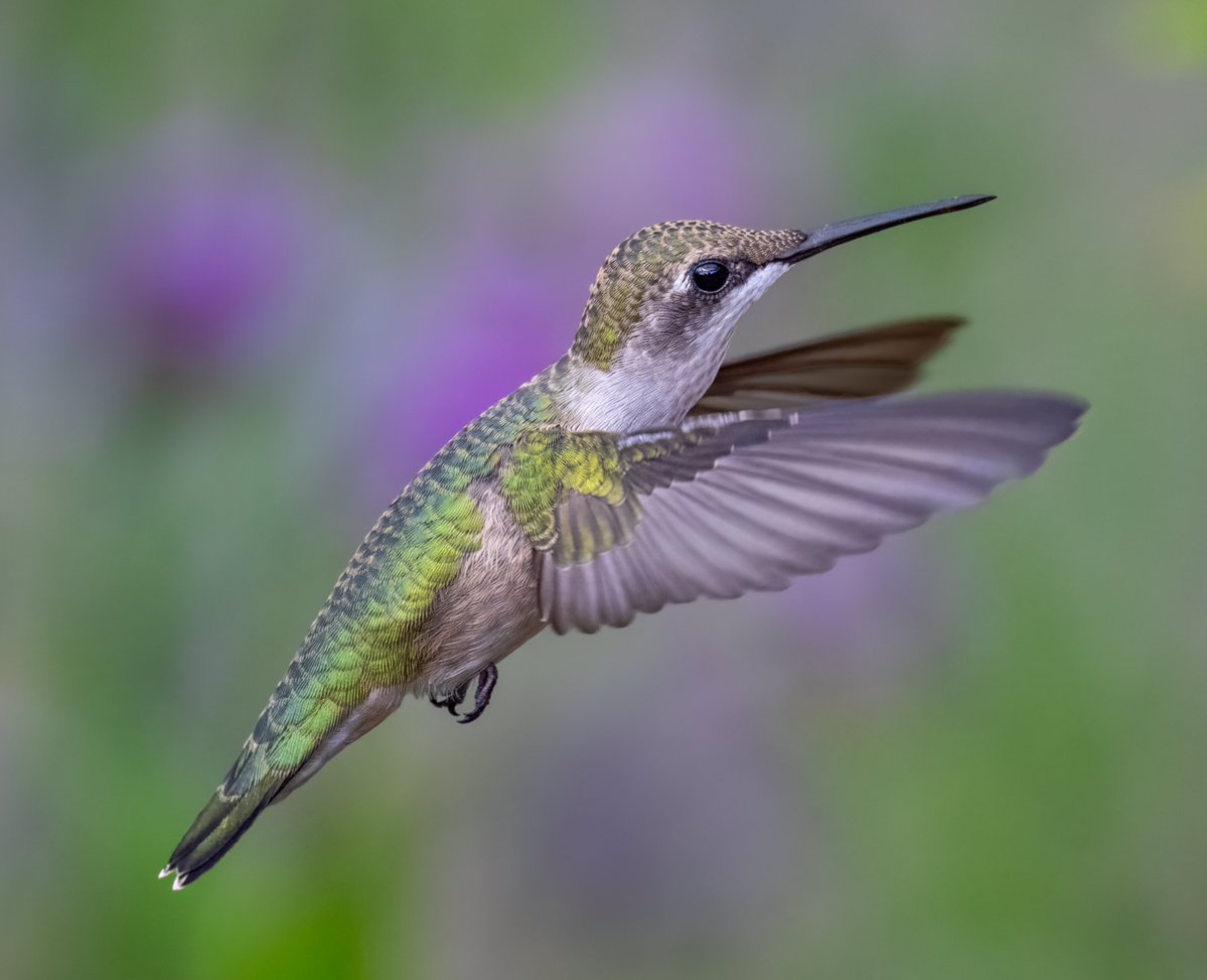 JocAPhotography's tweet photo. A female Ruby-throated Hummingbird hovering while deciding what flower to zip over to. https://t.co/rdk66fMbOX