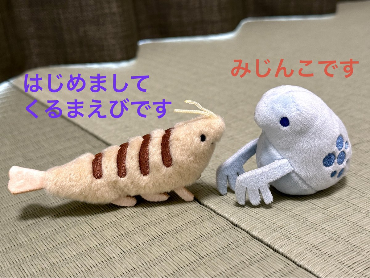 samenamida22's tweet photo. おはようございます☀️

にっこりーノさんのミジンコまじで可愛い愛してる♥️だったのですが、実はクルマエビもちょっといいな〜と思っていて。

先日ご縁が！
筐体の中覗いたら、次に落ちてくるのはクルマエビだ！となり😆

我が家にお迎え❤️可愛い💕

#にっこりーノ
#微生物のぬいぐるみ
#ぬい活 https://t.co/nlKRaZqVKK
