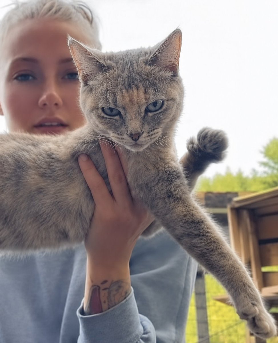 fintist's tweet photo. I can throw the viral stats at you all day (27 million views & 7.5 million likes across socials) 

I can tell you that barstool, bmw, and velveeta all commented on her

and that the vogue intern somehow posted her with the CA on the literal vogue website 

but the fact of the matter is, we have a cute cat who mogs

she’s dazzling the world because she struck a pose

millions or the markets wrong