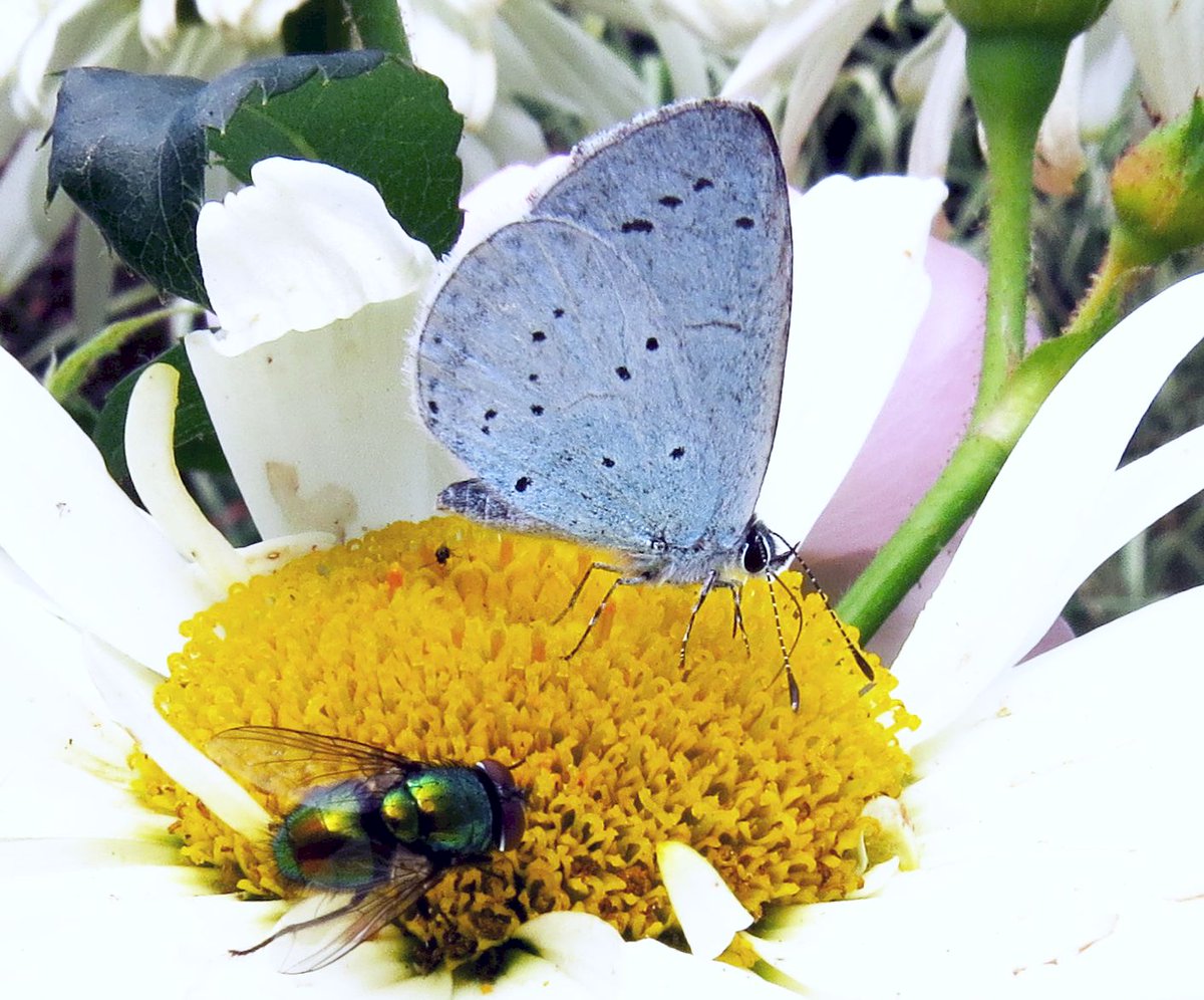 angegarrod's tweet photo. Nettle tap moth
Coal Tit
Holly Blue and Greenbottle
Least Yellow Underwing moth
#mothsmatter #teammoth #leps #butterflies #insects #springwatch https://t.co/wIrlvkUNfZ
