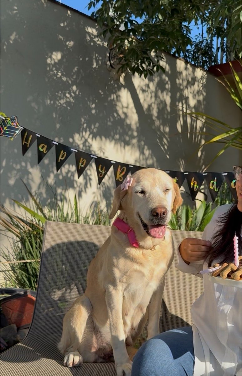 denyssoto's tweet photo. Hoy cumple años el ser animal más importante de mi vida, LU🤎 Mr. 🧸 https://t.co/YECQFCgDDc