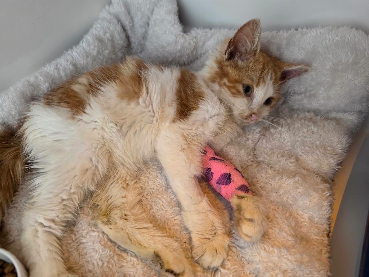 Bradford Cat Watch Rescue tweet media