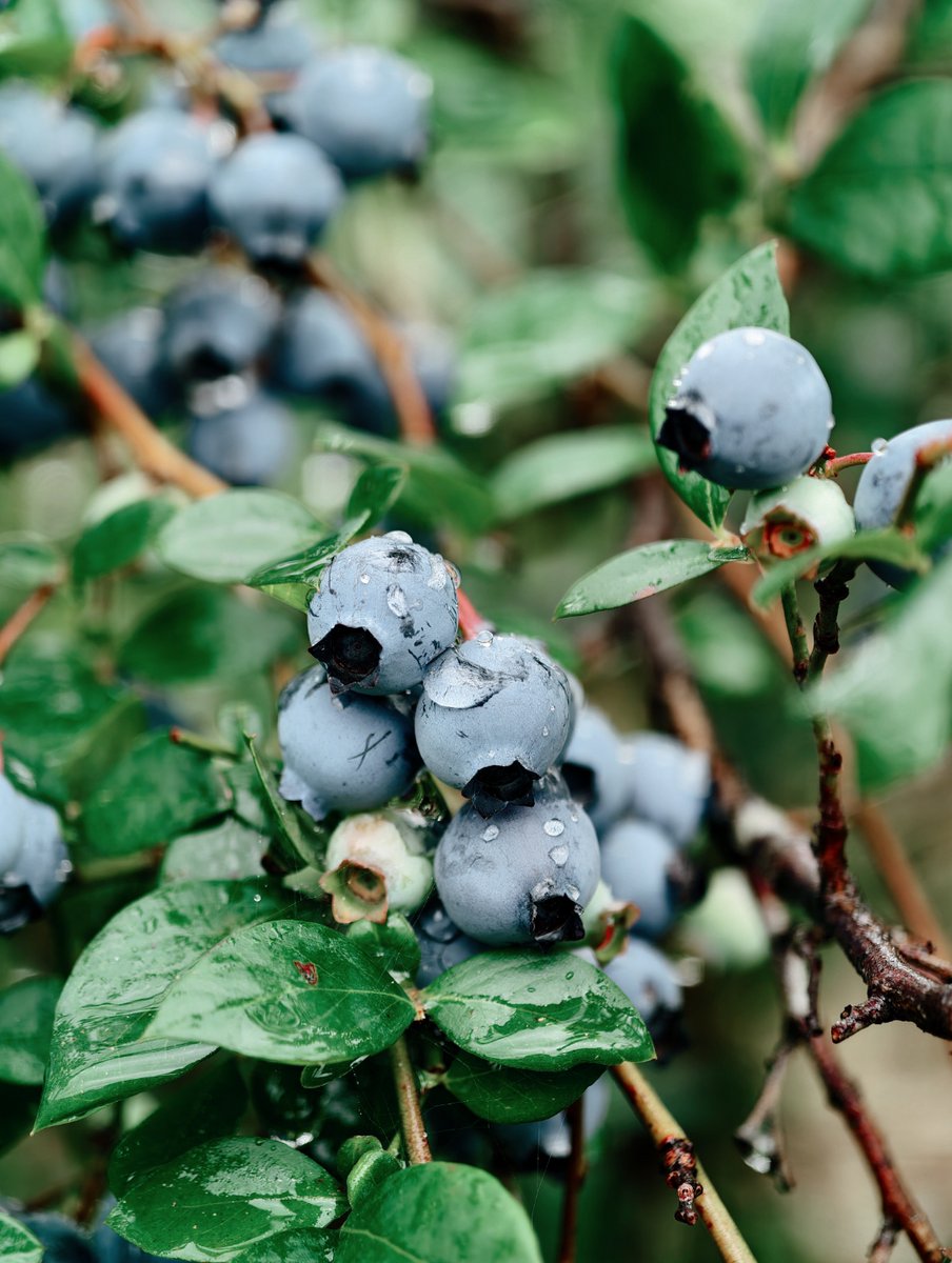 stacey05pc5's tweet photo. Must-try fresh wild blueberries: plump, juicy, 100% natural with no added sugar. Perfect for morning bowls or snacking! https://t.co/sfquXYwLGs
