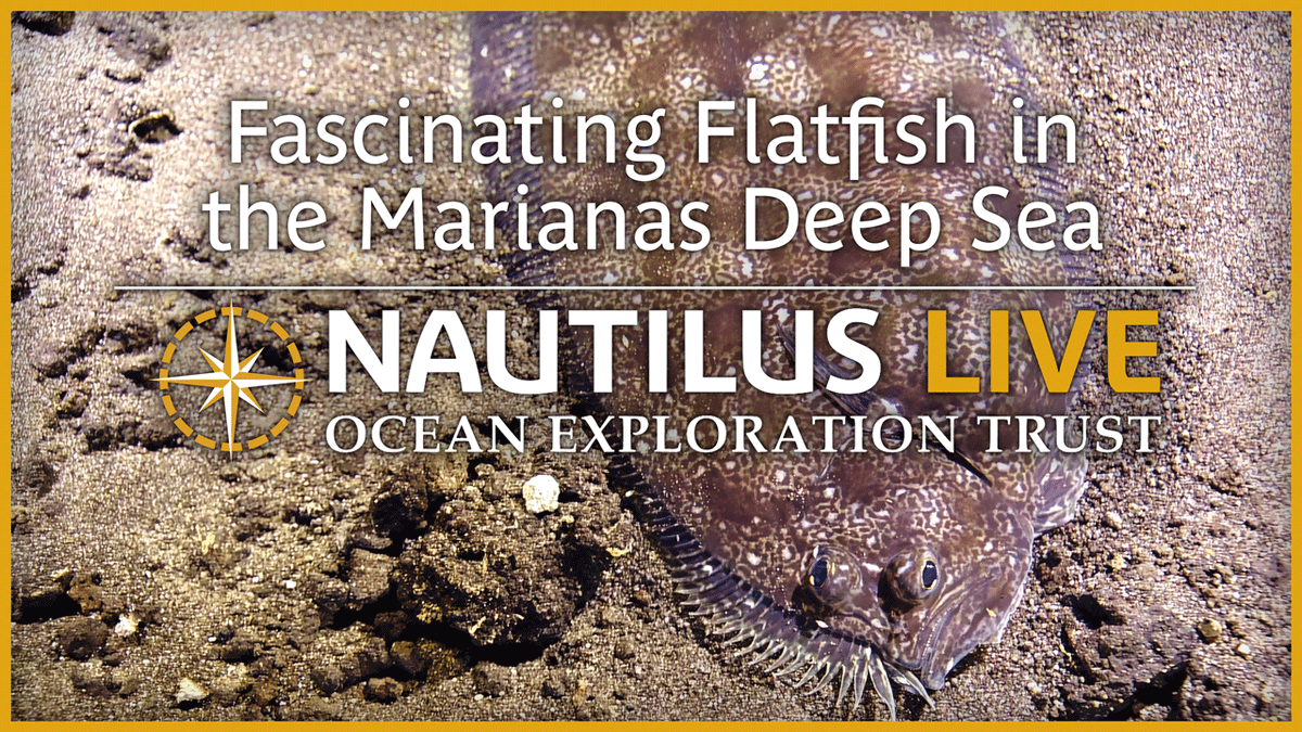 EVNautilus's tweet photo. This fascinating-looking deep-sea creature is a #flatfish. A type of ray-finned fish, flatfish are named after their unique body plan, lying on one side and appearing rather flat against the seafloor. https://t.co/Ybm37Fnqrh