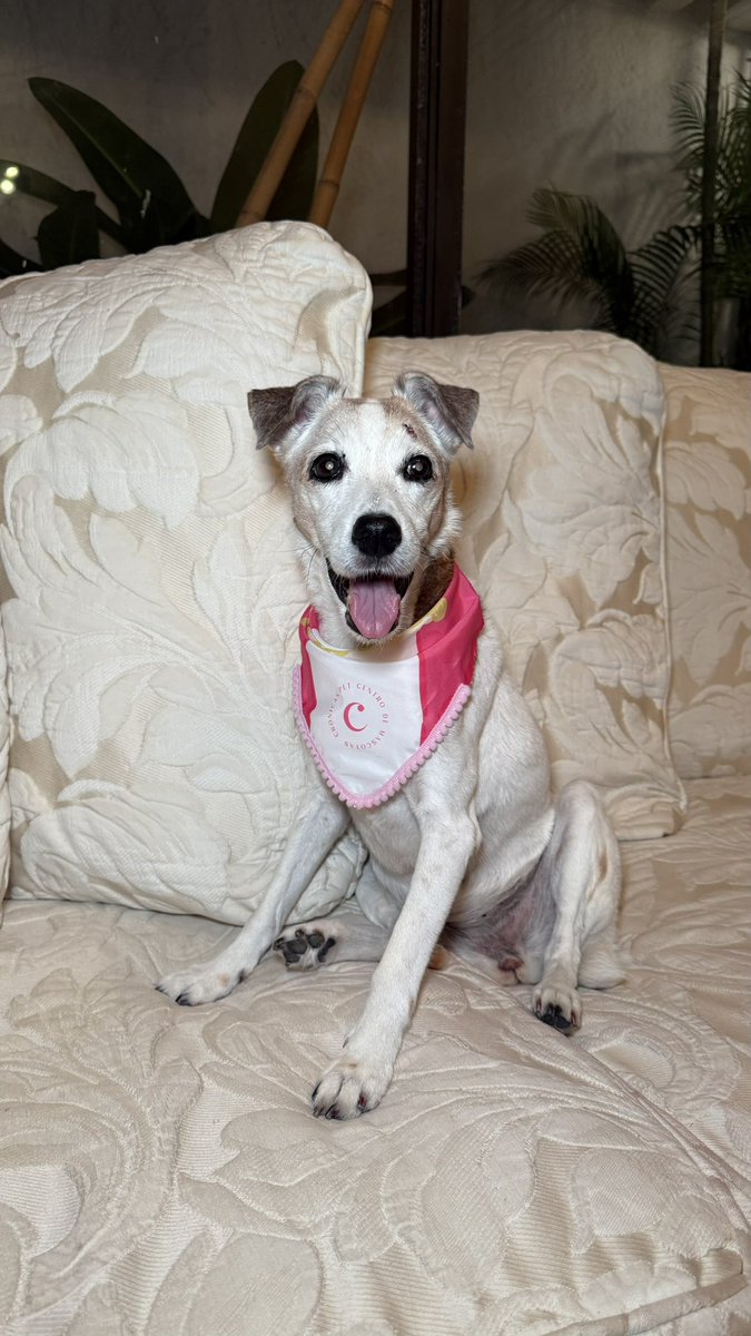 MARGARITABALEN's tweet photo. Chanel, hoy 31 de julio estás cumpliendo 18 años , has envejecido a nuestro lado , desde que eras una cachorra y corrías feliz por todos lados, hasta hoy que caminas con dificultad , cuando llegue a Barranquilla tu otra mamá, te festejaré tu cumpleaños # 18 https://t.co/WcNs5W11q2