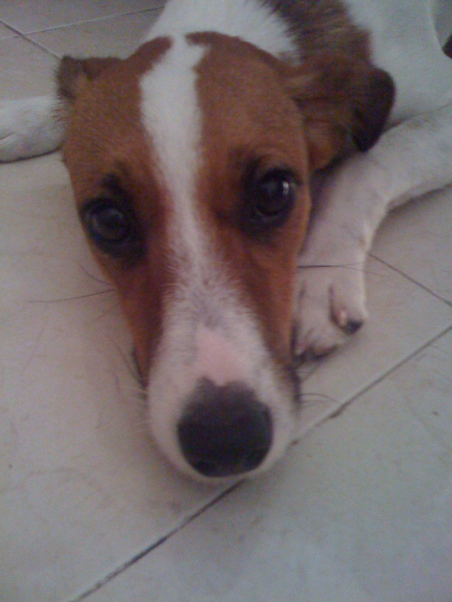 MARGARITABALEN's tweet photo. Chanel, hoy 31 de julio estás cumpliendo 18 años , has envejecido a nuestro lado , desde que eras una cachorra y corrías feliz por todos lados, hasta hoy que caminas con dificultad , cuando llegue a Barranquilla tu otra mamá, te festejaré tu cumpleaños # 18 https://t.co/WcNs5W11q2