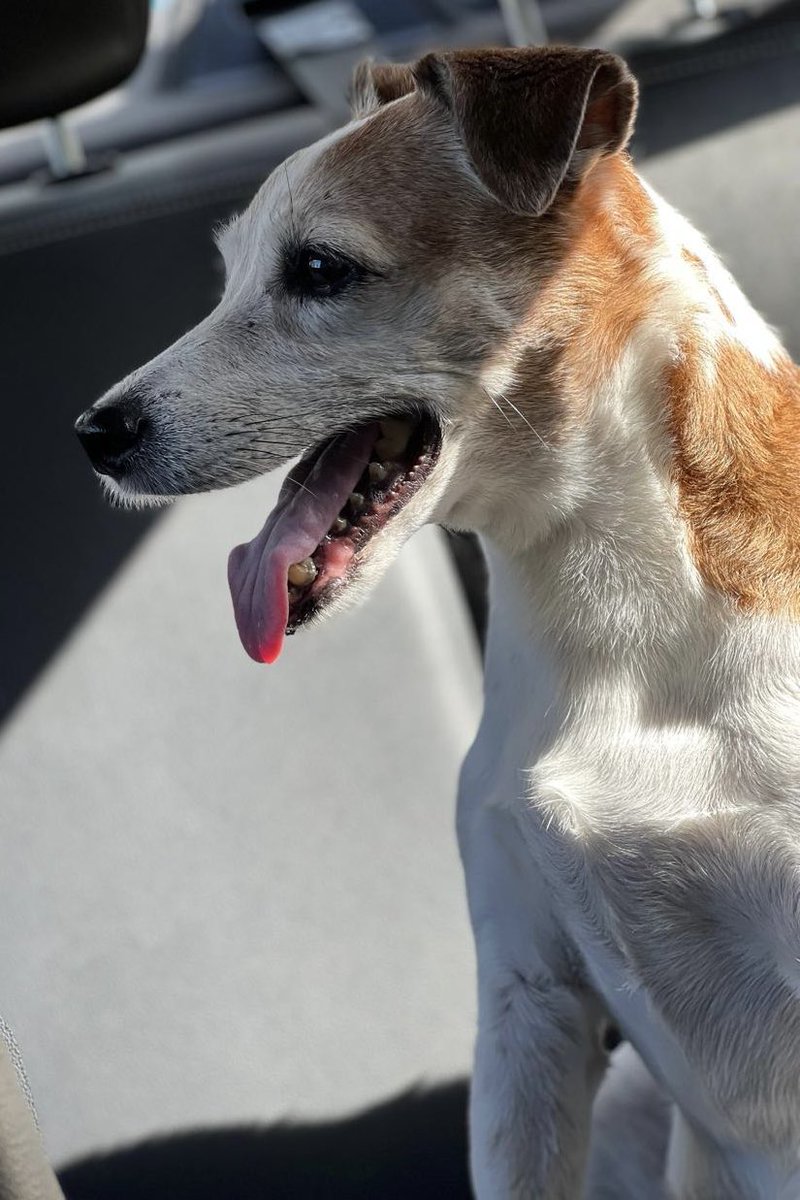 MARGARITABALEN's tweet photo. Chanel, hoy 31 de julio estás cumpliendo 18 años , has envejecido a nuestro lado , desde que eras una cachorra y corrías feliz por todos lados, hasta hoy que caminas con dificultad , cuando llegue a Barranquilla tu otra mamá, te festejaré tu cumpleaños # 18 https://t.co/WcNs5W11q2
