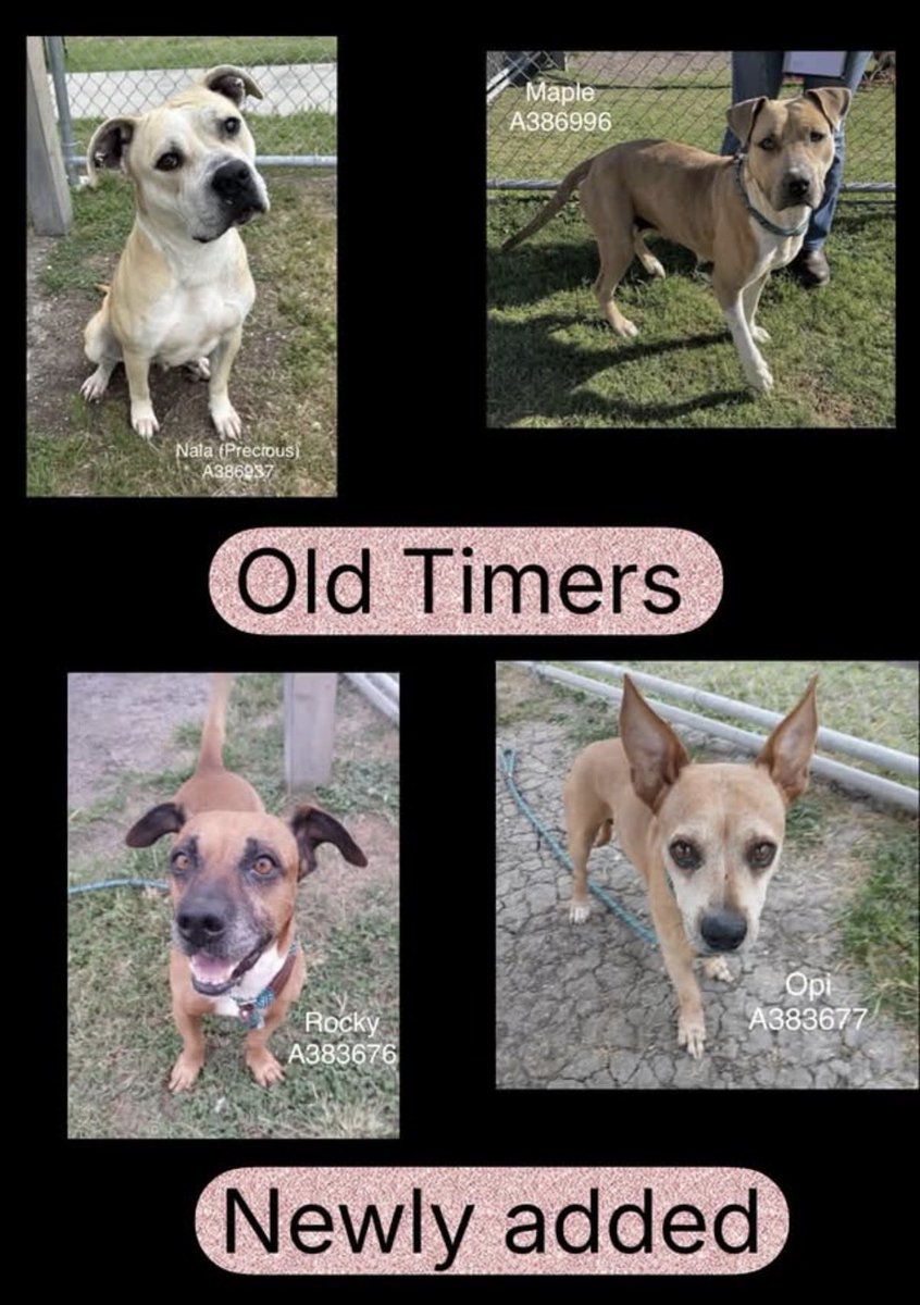 adoptadog39 tweet picture