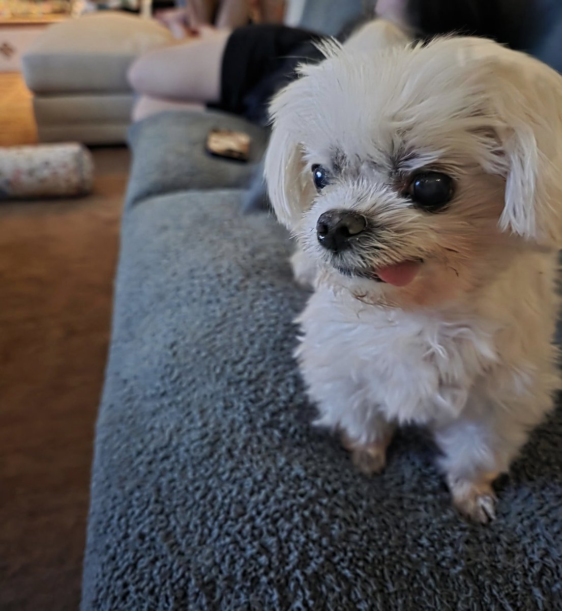 yishan's tweet photo. Pictures of my dogs https://t.co/EUCXN8wNFE