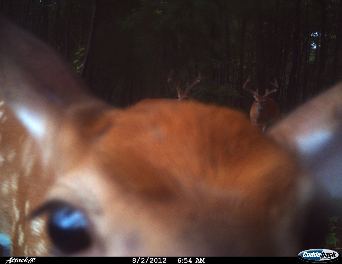 Trail_Cams's tweet photo. https://t.co/B29xfdiwzY