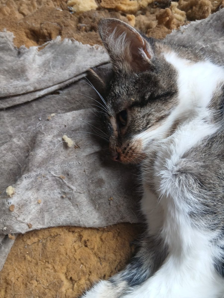 patitas_budgeok's tweet photo. 💔 Todavía está vivo, pero está sufriendo. Necesita llegar de urgencia a la veterinaria.
Por favor hace hs está tirado😞🙏

Nos falta cubrir el traslado de Merlo a Lomas de Zamora: $80.000.

Alias Mercado Pago: PATITASBUDGE
Alias Banco Nación: PATITASBUDGEOK
Magdalena Cáceres https://t.co/NVt2mJhZjp