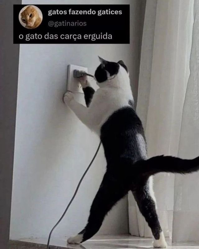 gatinarios's tweet photo. https://t.co/QpKTxmzb4V