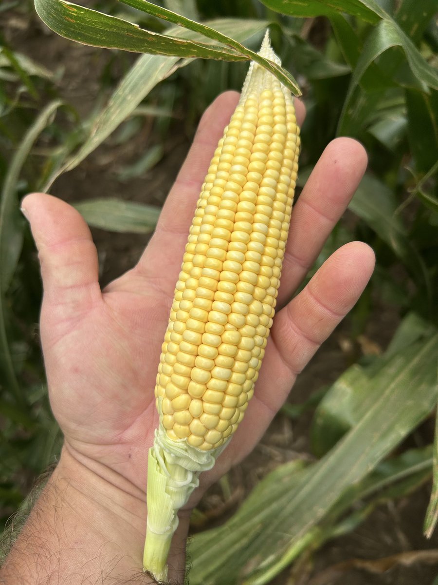 JasonHeithold's tweet photo. 2 1/2 inches of rain last night south of Wayne, Nebraska. damage is already done
16 x 28 https://t.co/gDPYYf9PAV
