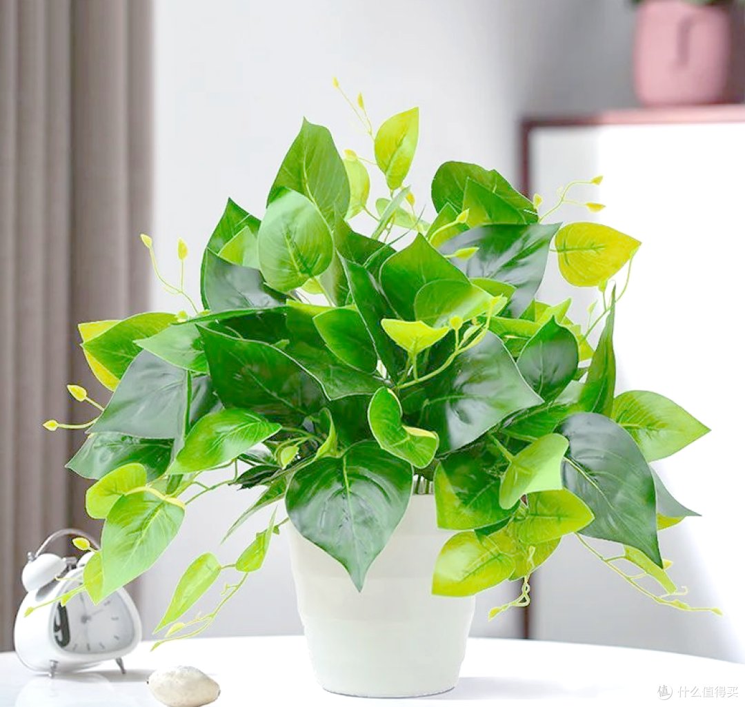 SimonaEuphyksw's tweet photo. 【绿植养护小tip】室内绿萝别总闷养！每周转1次盆，让枝叶全面晒到散射光，叶片油亮不黄边，新手也能养爆盆～， https://t.co/C8wMG85Kd5
