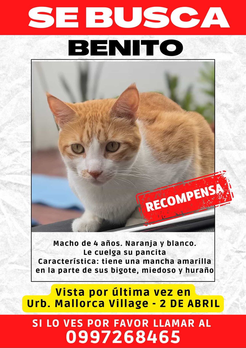 AlertaMePerdi's tweet photo. #PERDIDO #DAULE
Nombre: #Benito
Fecha: 2026-04-02
Sector: Norte,Urb Mallorca Village
Sexo: Macho
Raza: Mestizo
Observación: Amarillo con blanco sin testiculos y manchas amarillas en el lado de bigotes
Contacto: 0997268465
¡Ayúdalo a volver con su familia!
#AlertaMePerdí https://t.co/rXQS7jkq09