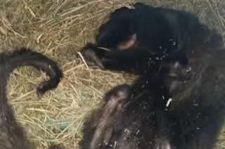 HtTrejo's tweet photo. <<El Zoológico Yumká, santuario animal en Villahermosa Tabasco convertido en cementerio de especies ante el conocimiento y los ojos de las autoridades, a pesar de las denuncias presentadas por la muerte de decenas de animales de vida silvestre, faltas en manejo adecuado, ausencia de personal calificado y cero atención a ejemplares con problemas de salud.   

Los casos recientes como la del hipopótamo Rufino, que perdió la vida tras sufrir una fractura expuesta que derivó en necrosis, estuvo más de 20 días en agonía sin recibir atención y sin poder salir de su fosa; un papión sagrado falleció por septicemia después de que le “cayó” encima una compuerta y el deceso de alrededor de 50 venados cola blanca, Axis y ciervos rojos, por descuido y mal manejo.

Tombo el elefante se ha desplomado por deshidratación y golpes de calor, sin que reciba atención inmediata.

La “directora general” Diana Victoria Léon Mendoza, nombrada por el Gobierno de Tabasco, no cuenta con registros formales de muchos ejemplares como son las tortugas de espolones africana o sulcatas, los capibaras y en su momento el papión sagrado que murió, tampoco entrega reporte de defunciones bajo su responsabilidad, ni realiza necropsias documentadas. Constantemente aplica cambios de alimentación y dietas en mal estado con carne podrida y olor fétido y medicamentos incluso caducados.

La delegada de la Profepa en el estado, Mayra Villagómez de los Santos, hizo la visita simulada a las instalaciones, en un operativo a modo, avisando a “su amiga”, la directora del YUMKÁ, Diana Victoria Léon Mendoza para que todo siga igual.

A pesar de las denuncias que se hicieron en la misma PROFEPA, no pasa nada, y la “procuradora” Mariana Boy  sobrepasada, se la pasa publicando tonterias pero ¿y de esto?

Nepotismo, corrupción y traficantes dentro de PROFEPA, lo he denunciado, pero la procuradora prefiere su huesito en vez de actuar como se debe y reitero urge que despidan al periodista argentino Gustavo Ampugnani Director General de Inspección y Vigilancia de Vida Silvestre Recursos Marinos y Ecosistemas Costeros, que no tiene ni conocimientos, ni capacidad, ni experiencia, ni estudios al respecto. >>

Rodrigo Estrella (rostarpets)
